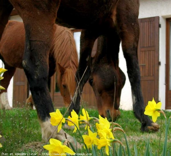 Photo de Races diffrentes