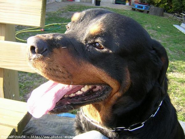 Photo de Rottweiler