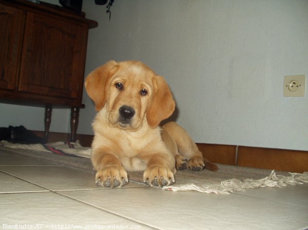 Photo de Labrador retriever