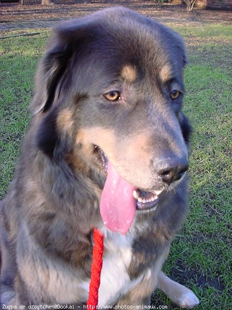 Photo de Dogue du tibet