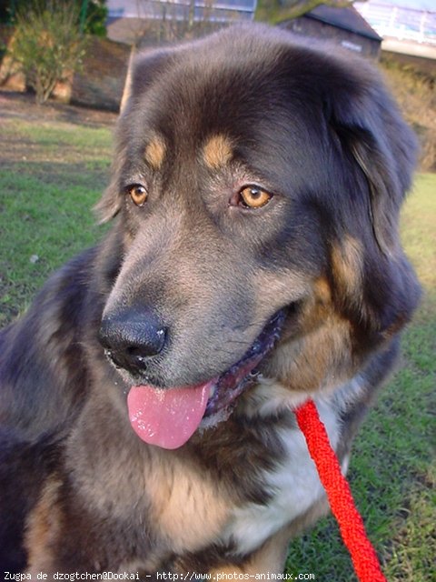 Photo de Dogue du tibet