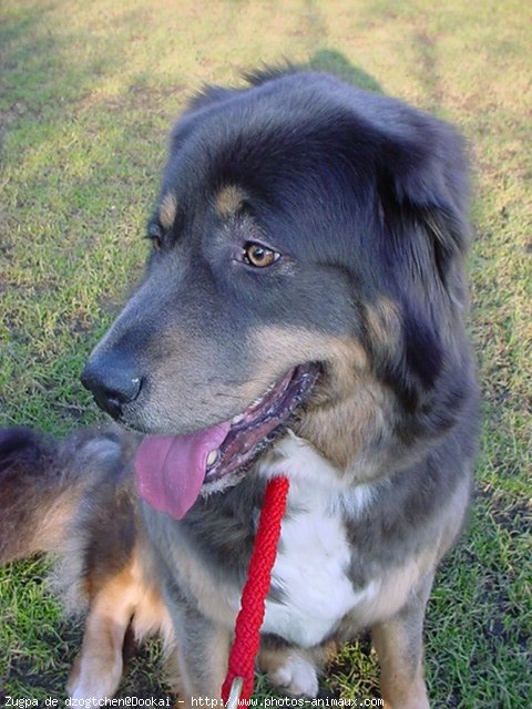 Photo de Dogue du tibet