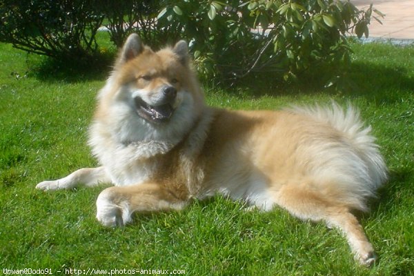 Photo d'Eurasier