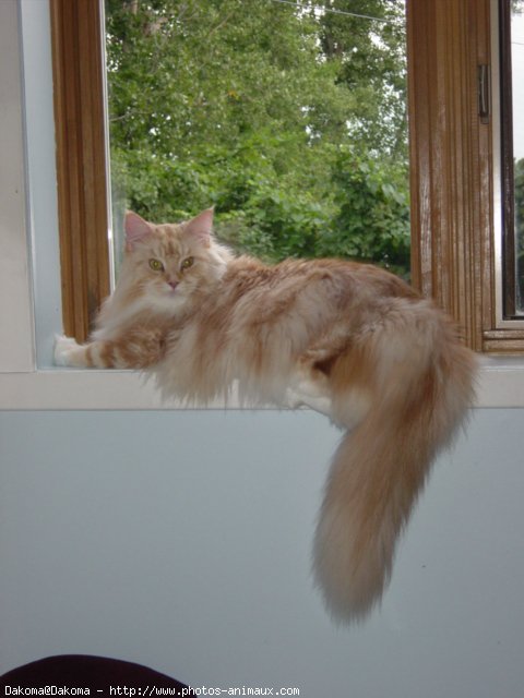 Photo de Maine coon