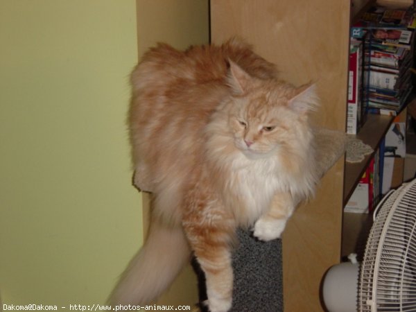 Photo de Maine coon