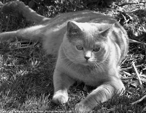 Photo de British shorthair