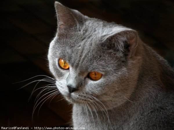 Photo de British shorthair