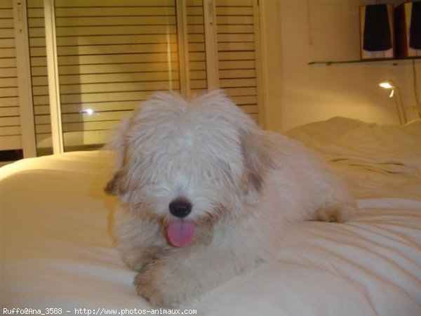 Photo de Coton de tulear