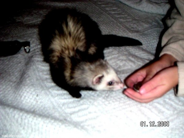 Photo de Furet