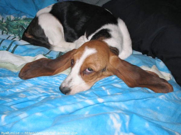 Photo de Basset hound