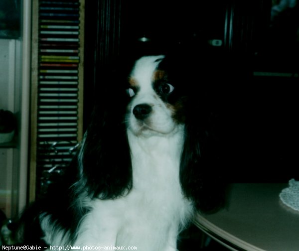 Photo de Cavalier king charles spaniel