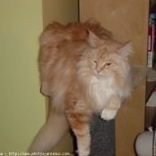 Photo de Maine coon