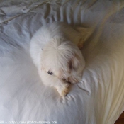 Photo de Coton de tulear