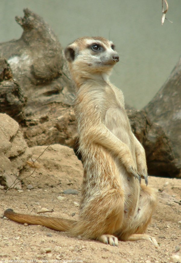 Photo de Suricate