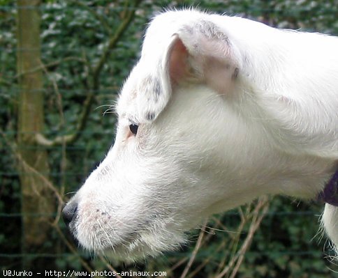 Photo de Parson russell terrier