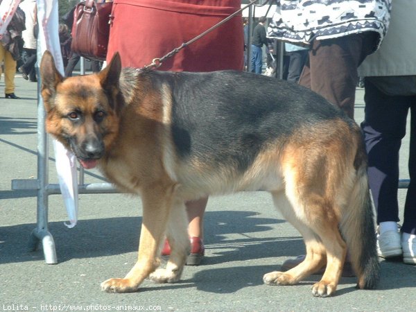 Photo de Berger allemand  poil court