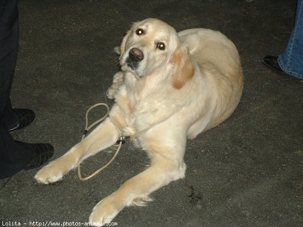 Photo de Golden retriever