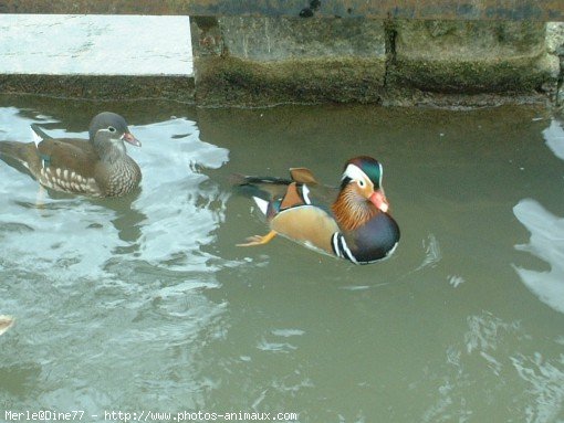 Photo de Canard