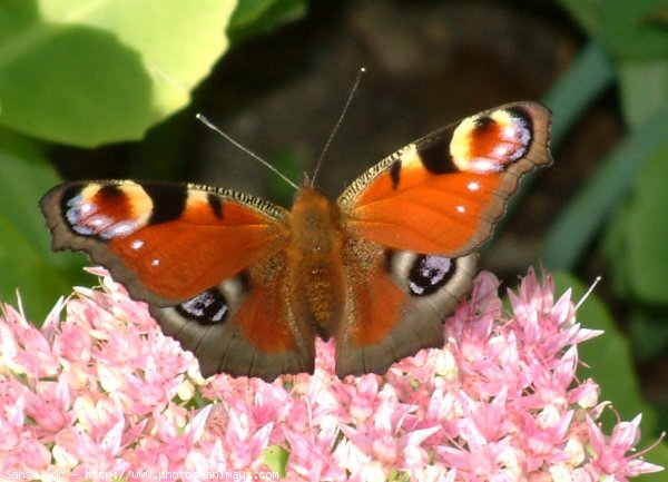 Photo de Papillon