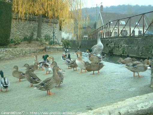 Photo de Canard