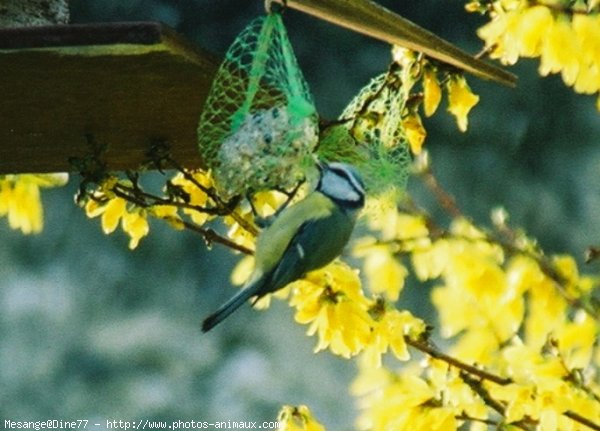 Photo de Msange bleue