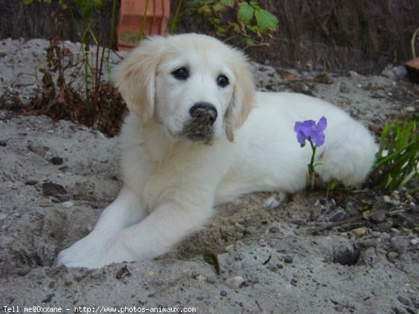 Photo de Golden retriever