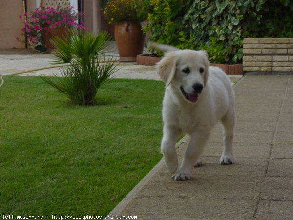 Photo de Golden retriever