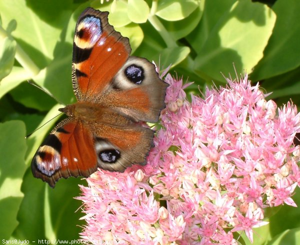 Photo de Papillon