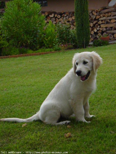 Photo de Golden retriever