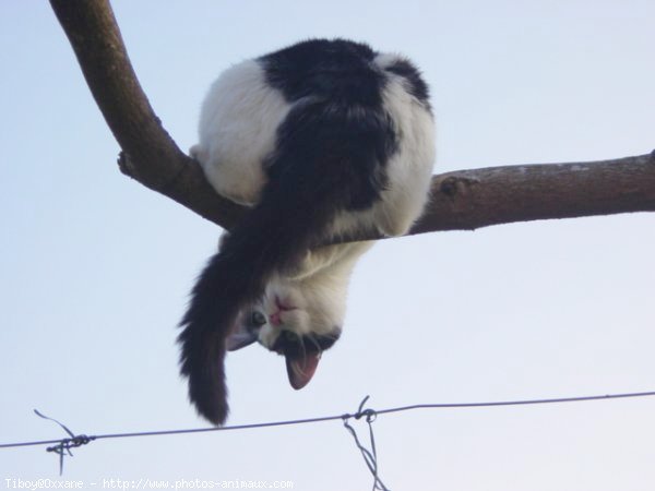 Photo de Chat domestique