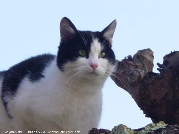 Photo de Chat domestique