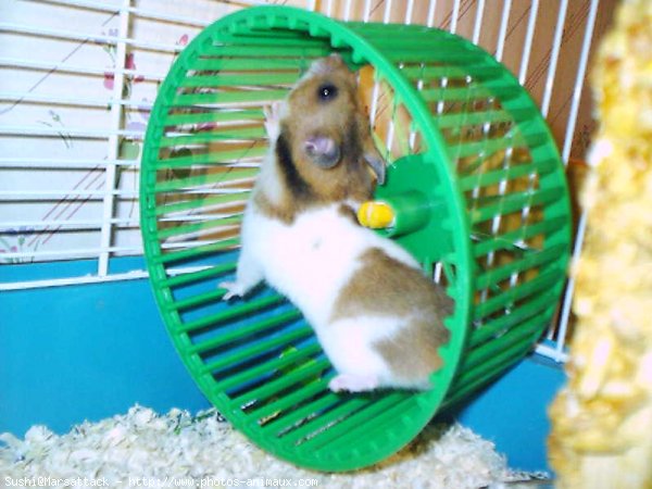 Photo de Hamster