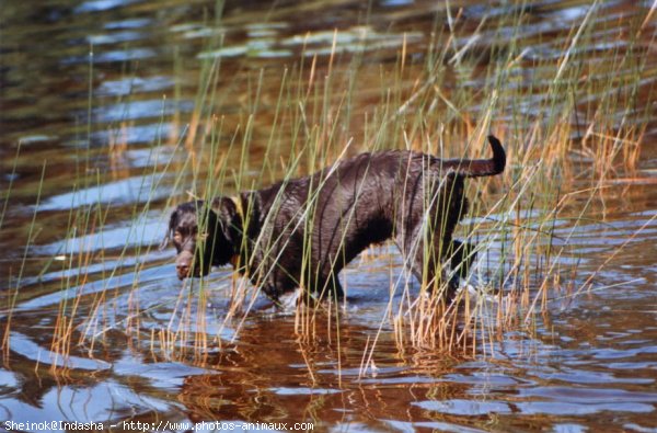 Photo de Labrador retriever