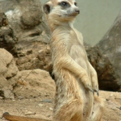 Photo de Suricate