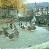 Photo de Canard