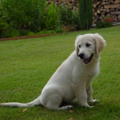 Photo de Golden retriever