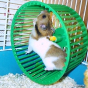 Photo de Hamster