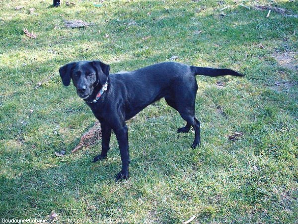 Photo de Labrador retriever