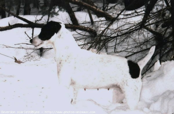 Photo de Parson russell terrier