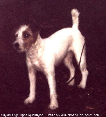 Photo de Parson russell terrier