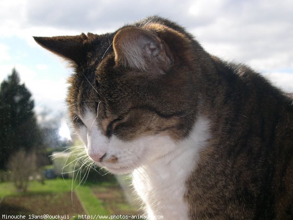 Photo de Chat domestique