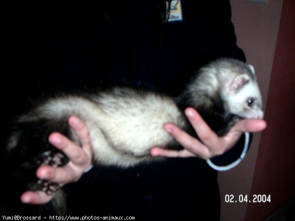 Photo de Furet