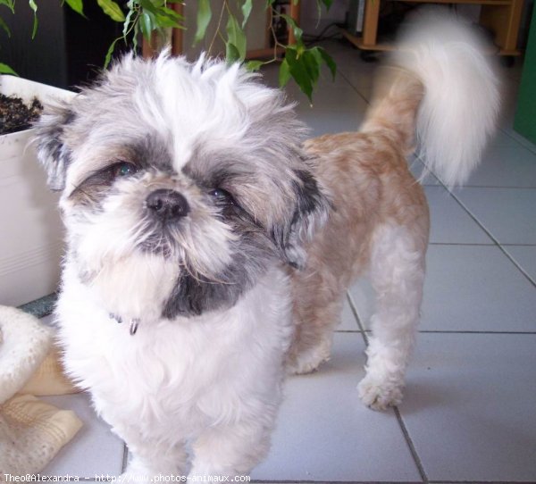 Photo de Shih tzu