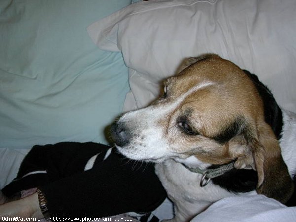 Photo de Beagle