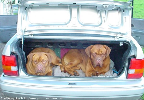 Photo de Dogue de bordeaux