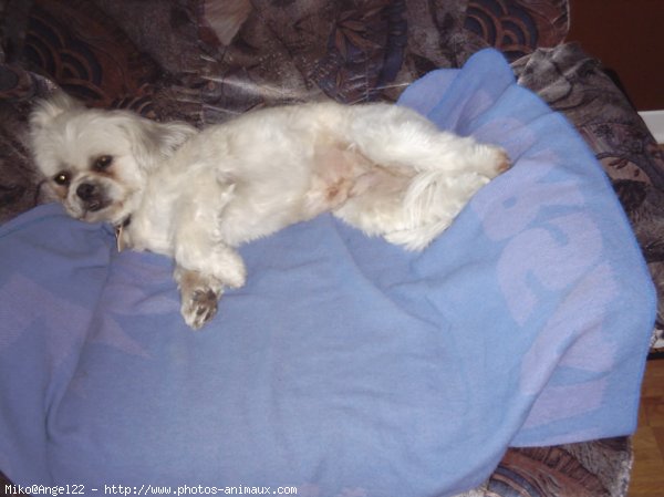 Photo de Shih tzu