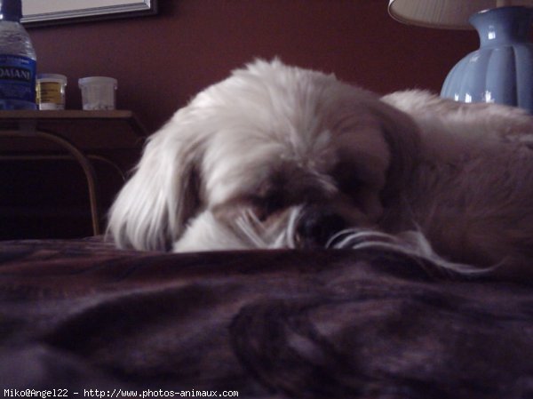 Photo de Shih tzu