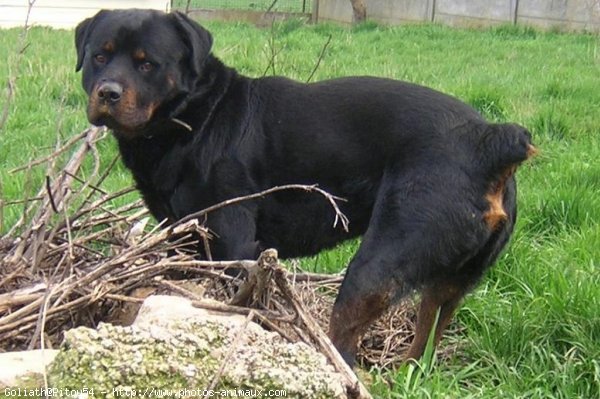 Photo de Rottweiler