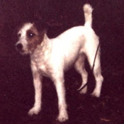 Photo de Parson russell terrier