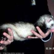 Photo de Furet